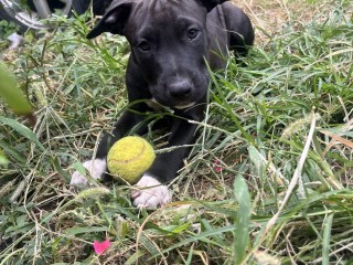 American pitbull terrier