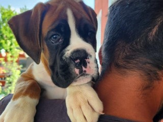 Cuccioli boxer m /f