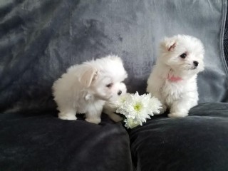 Adorabili cuccioli maltesi