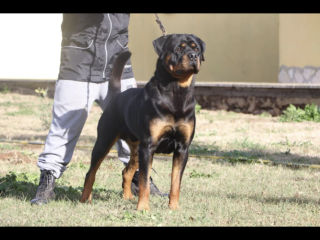 Rottweiler