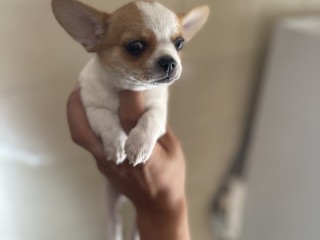 Cucciolo dì chihuahua