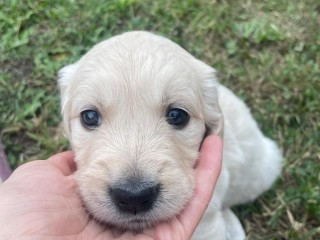 Cuccioli di golden retriever