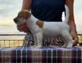 cuccioli-di-jack-russell-terrier-small-1