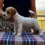 cuccioli-di-jack-russell-terrier-small-0