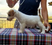cuccioli-di-jack-russell-terrier-small-2