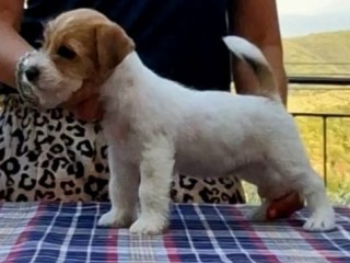 Cuccioli di jack Russell terrier