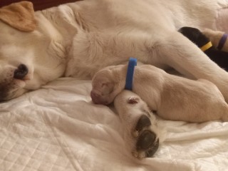 Cuccioli labrador neri e miele