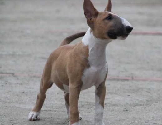 Bull terrier cuccioli in vendita