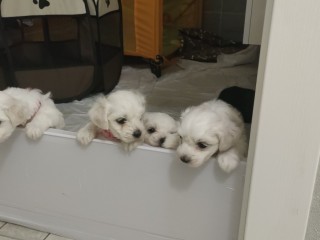 Cucciolo di Maltese femmina