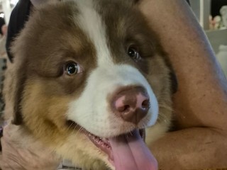 Cuccioli di Australian Shepherd