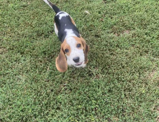 Beagle cuccioli in vendita