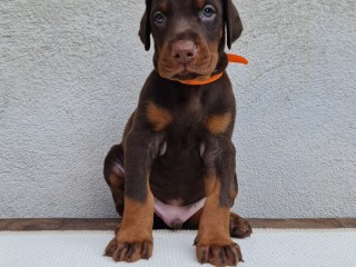 Dobermann allevamento riconosciuto Fci Enci