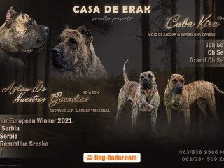 Presa Canario bellissimi cuccioli