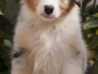 Australian Shepherd/ Pastore Australiano