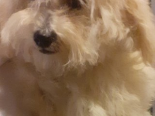 Maltipoo toy