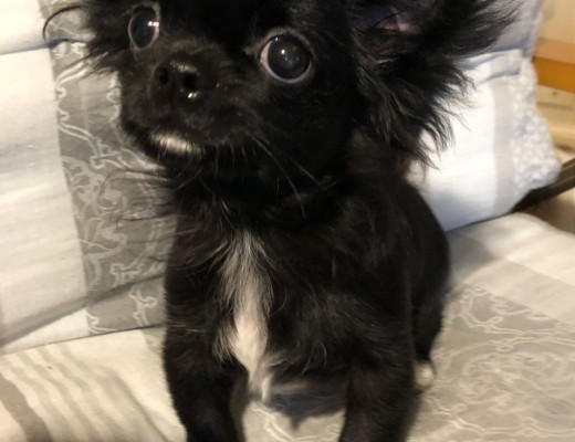 Chihuahua maschio con pedigree