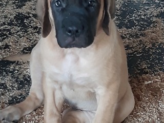 Cuccioli mastiff inglese