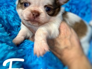 Chihuahua linee tailandese e russe maschi pedigree