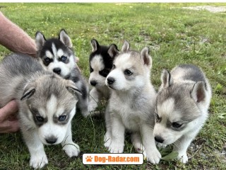 Siberian husky