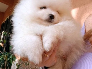 Cuccioli spitz di pomerania