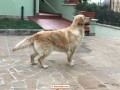 golden-retriever-cuccioli-linea-americana-small-5