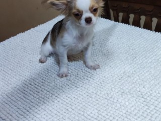 Vendesi Chihuahua con pedigree ENCI