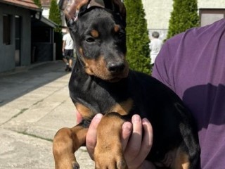 Dobermann cuccioli