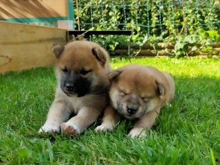 Cuccioli shiba inu