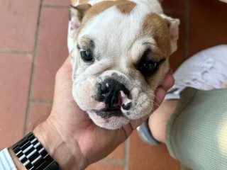 Bulldog inglese