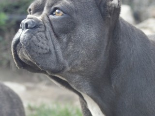 Femmina Bulldog francese blu