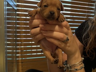 Cuccioli di Pinscher