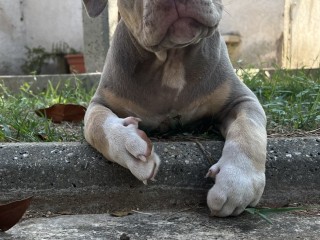 American Bully