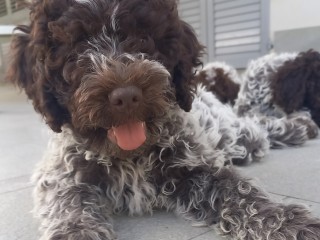 Lagotto Romagnolo cuccioli con Pedrigree