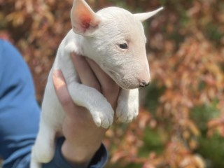 Bull Terrier in miniatura cuccioli