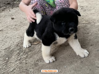 Akita americano