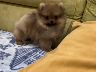 Cucciola pomerania