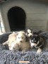 cuccioli-di-siberian-husky-small-4