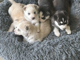 Cuccioli di siberian husky