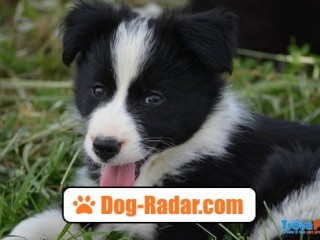 CUCCIOLI BORDER COLLIE