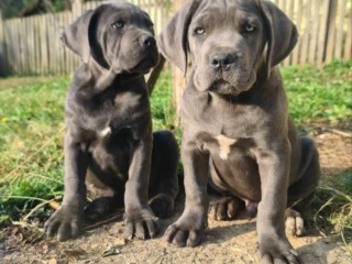 Cane Corso bellissimi cuccioli