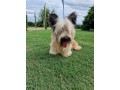 skye-terrier-small-0