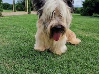 Skye Terrier