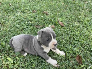 Stafford Terrier americano bellissimo cucciolo