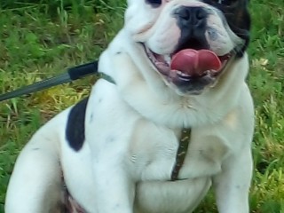 Bulldog francese cuccioli