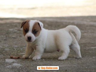 Jack Russell terrier