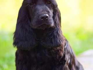 Cocker Spaniel Inglese cucciolo in vendita