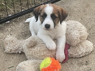 Cucciolo jack Russell