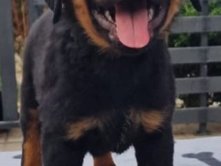 Rottweiler cuccioli