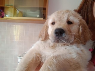 Golden retriever con pedigree ENCI