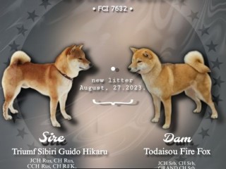 Shiba Inu cuccioli in vendita